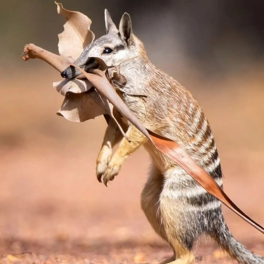 recuperación del numbat en Australia