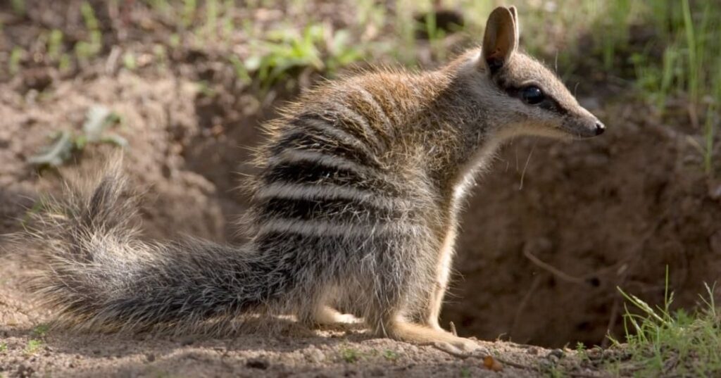 recuperación del numbat en Australia