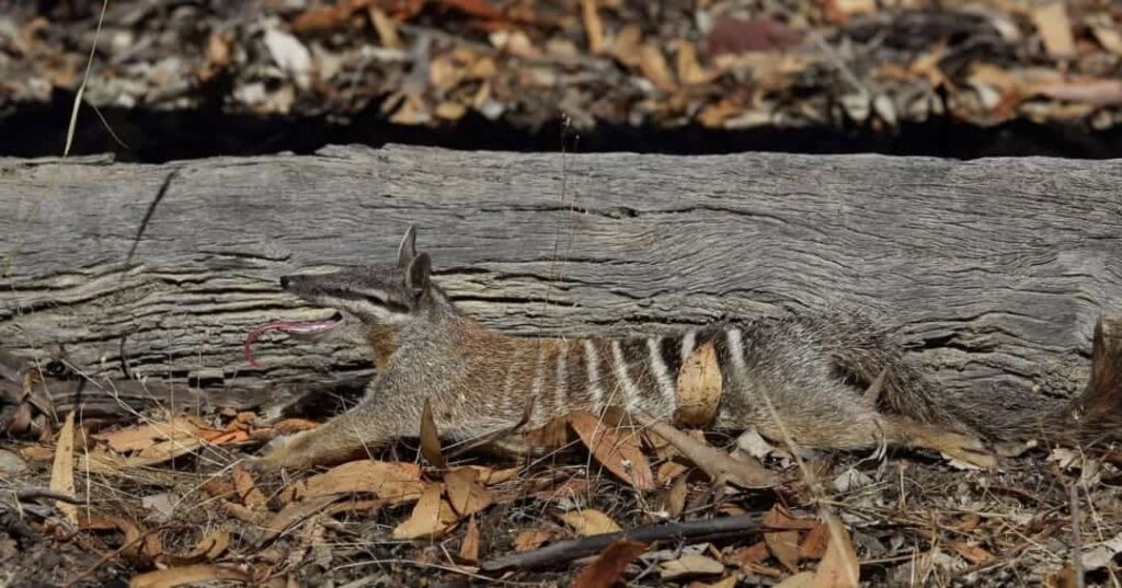 recuperación del numbat en Australia