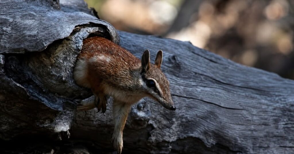 recuperación del numbat en Australia