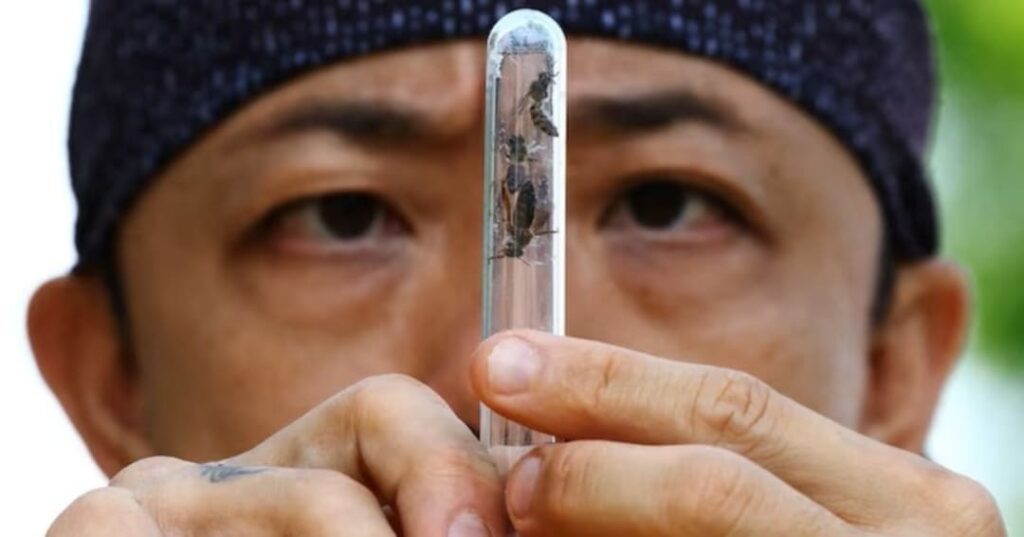 rescatador de abejas urbanas en Singapur