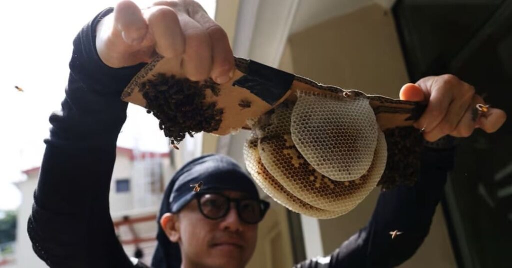 rescatador de abejas urbanas en Singapur