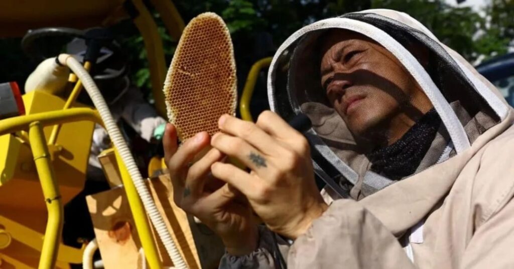 rescatador de abejas urbanas en Singapur