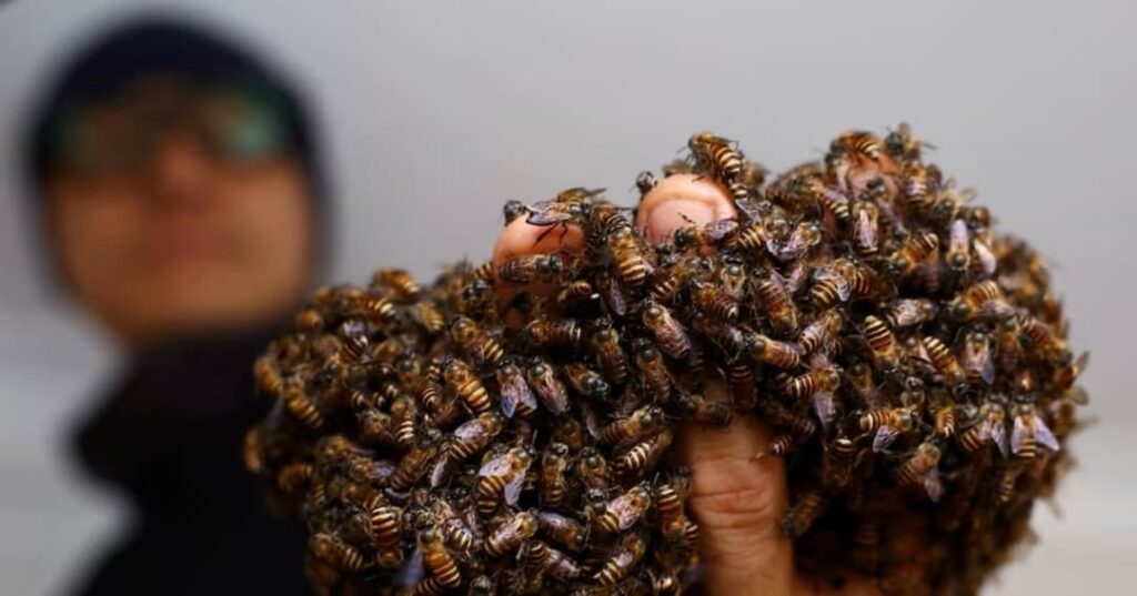 rescatador de abejas urbanas en Singapur
