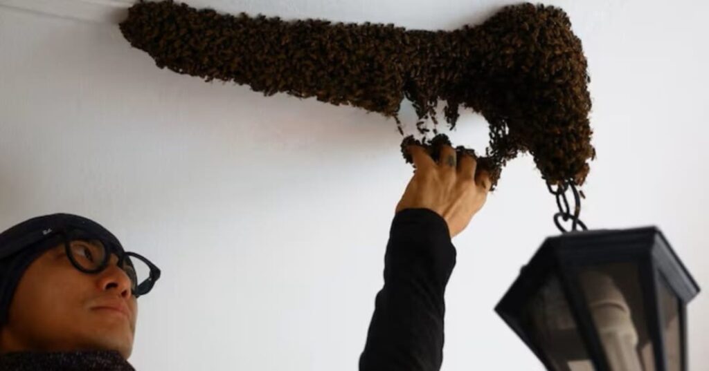 rescatador de abejas urbanas en Singapur