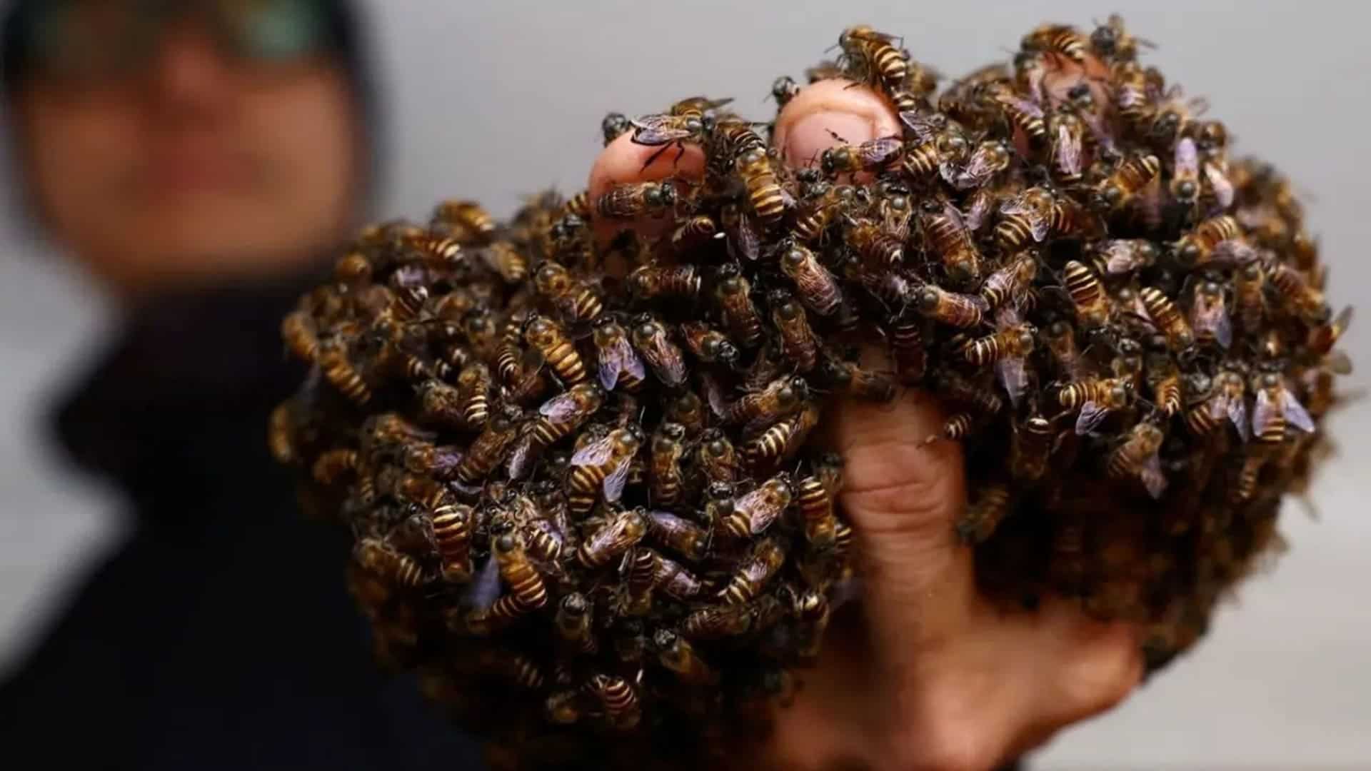 rescatador de abejas urbanas en Singapur