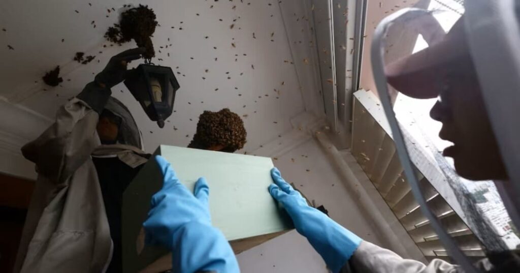 rescatador de abejas urbanas en Singapur