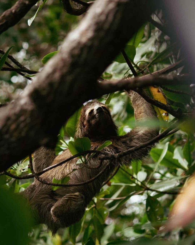 Paraísos del Istmo: la ley que descentraliza el turismo en Panamá 6 turismo comunitario Paraísos del Istmo