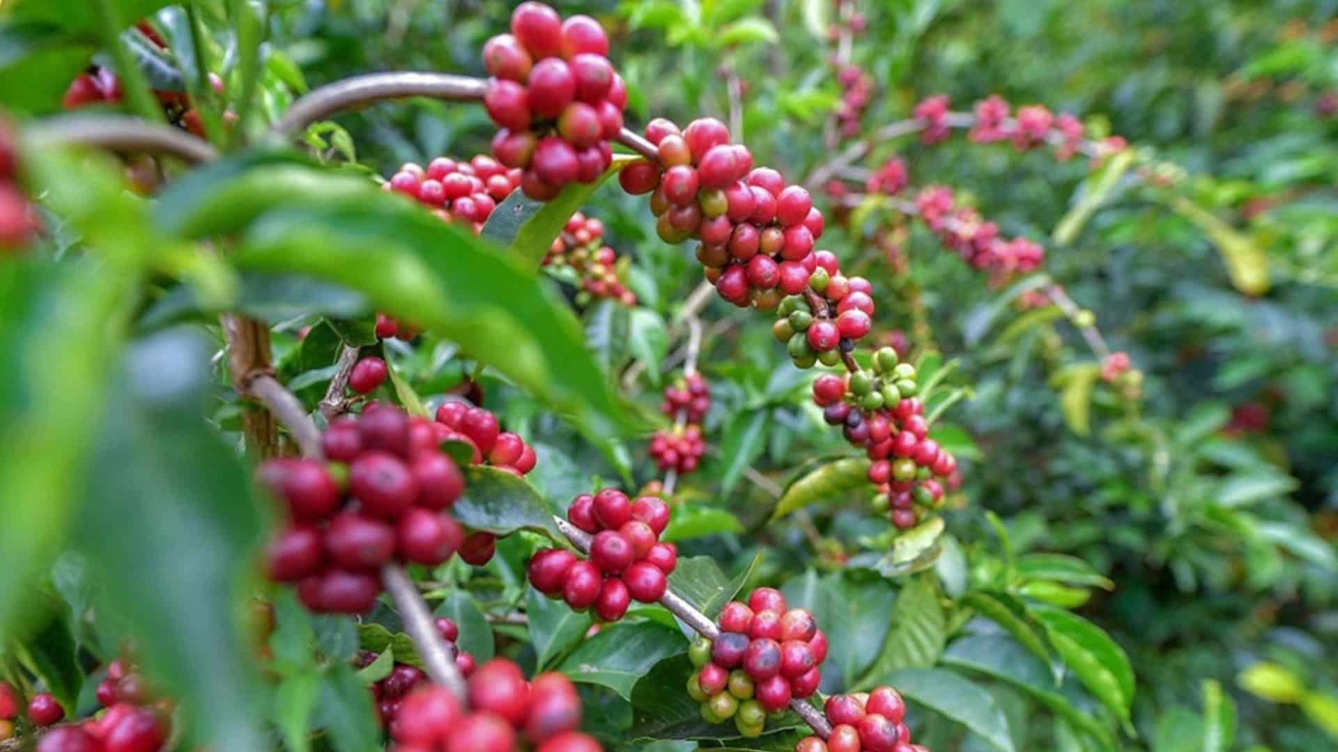 Centro de Investigación Avanzada del Café y el Cacao
