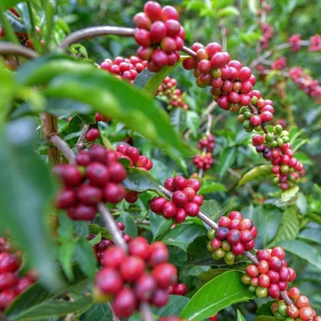Centro de Investigación Avanzada del Café y el Cacao