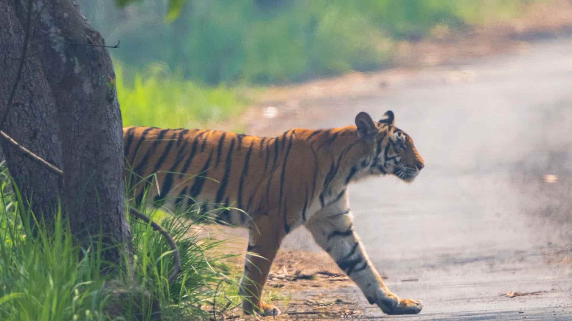 población de tigres en Nepal