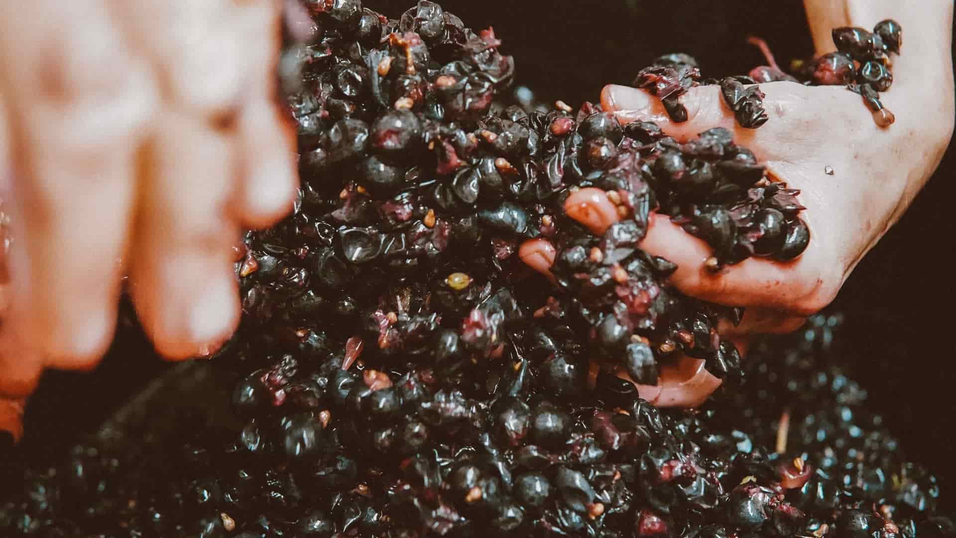Start-up convierte residuos orgánicos en materia prima