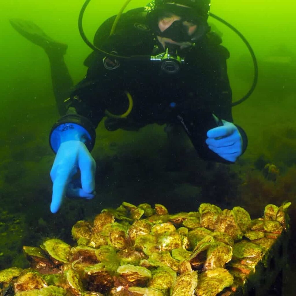 Las ostras están volviendo y con ellas, el mar 3 arrecifes de ostras planas europeas