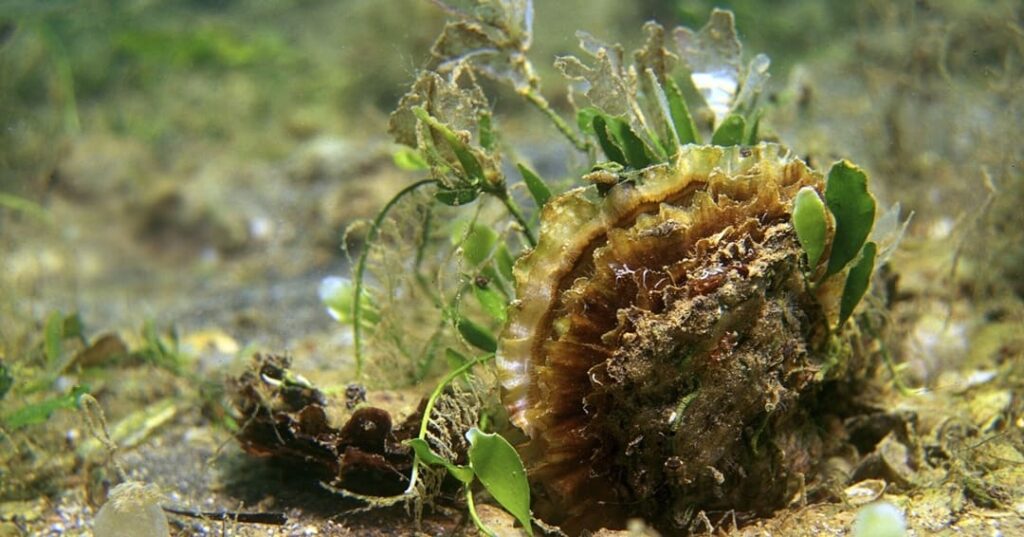 Las ostras están volviendo y con ellas, el mar 1 arrecifes de ostras planas europeas