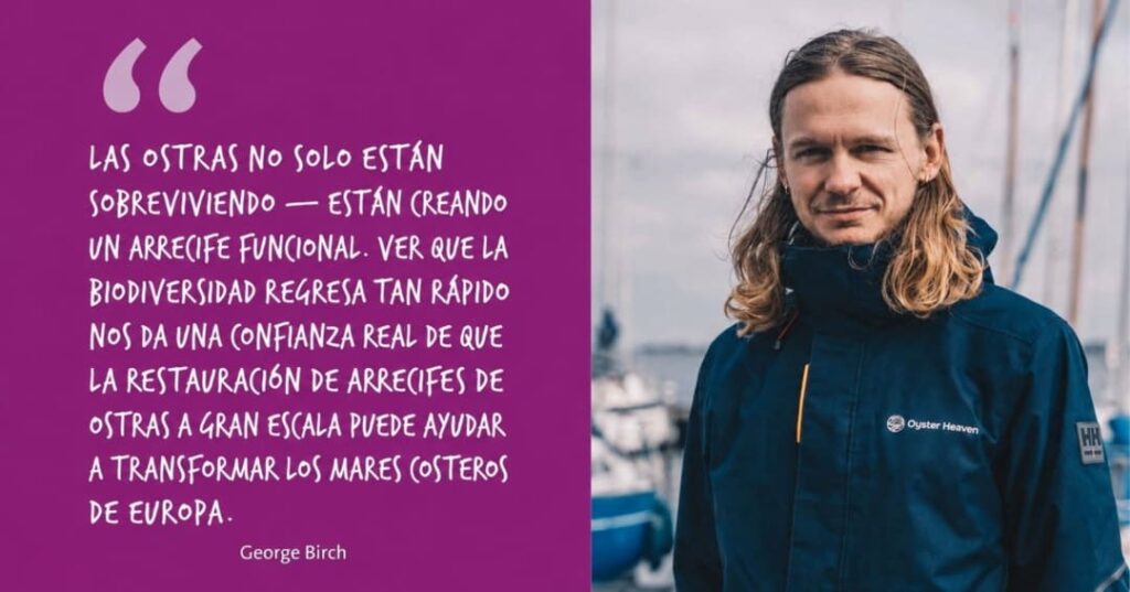 Las ostras están volviendo y con ellas, el mar 5 arrecifes de ostras planas europeas