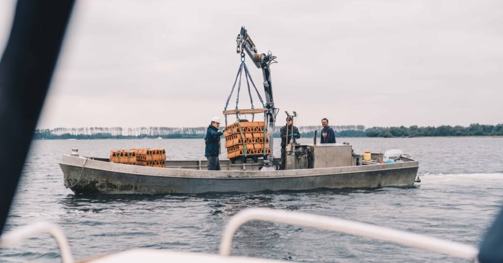 Las ostras están volviendo y con ellas, el mar 2 arrecifes de ostras planas europeas
