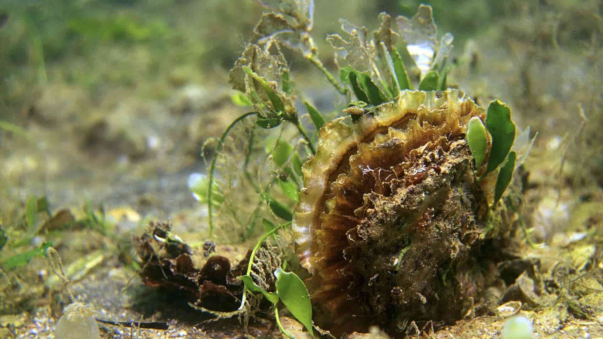 arrecifes de ostras planas europeas
