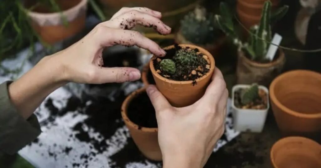 beneficios de la jardinería para la salud mental