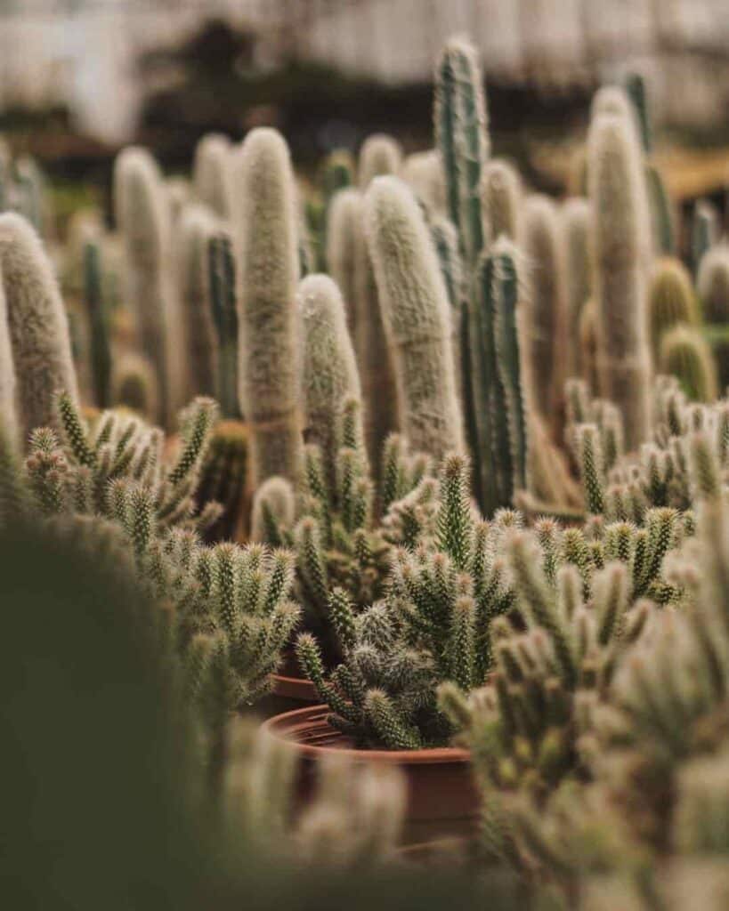beneficios de la jardinería para la salud mental