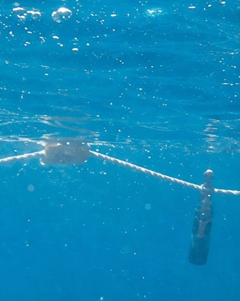 captura accidental de delfines