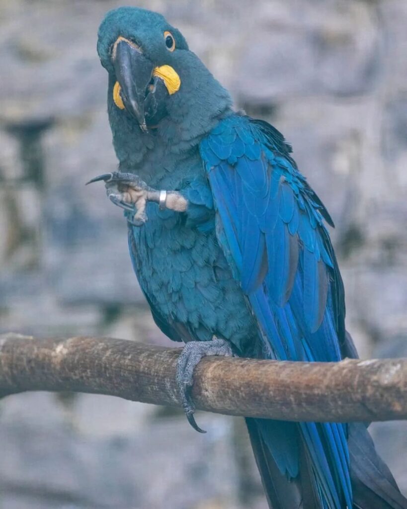parque belga alberga tres especies de guacamayo azul