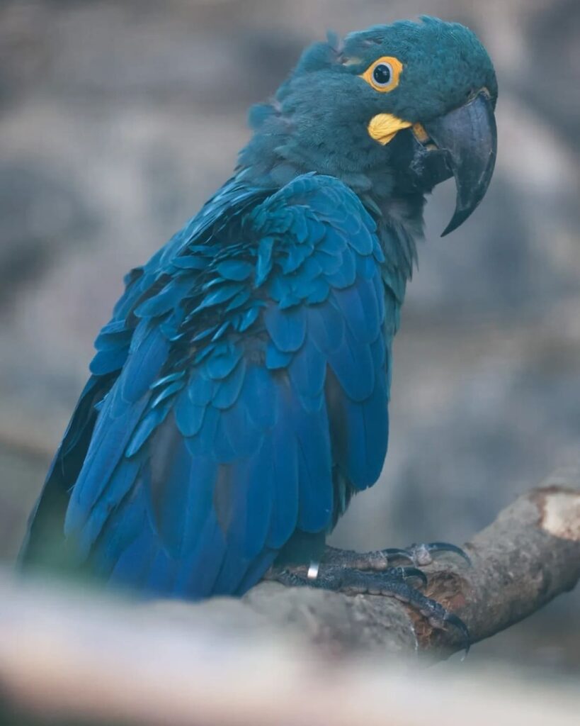 parque belga alberga tres especies de guacamayo azul