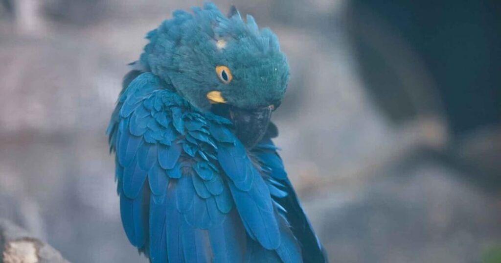 parque belga alberga tres especies de guacamayo azul
