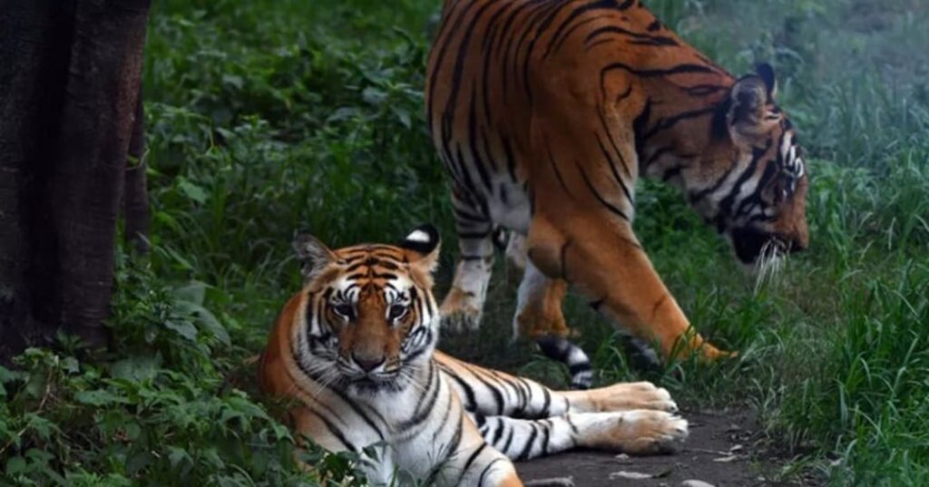 Nepal y sus tigres: éxito de conservación con sombras reales 1 población de tigres en Nepal