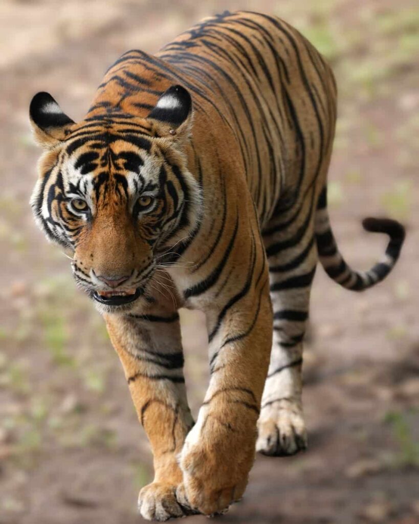 Nepal y sus tigres: éxito de conservación con sombras reales 3 población de tigres en Nepal