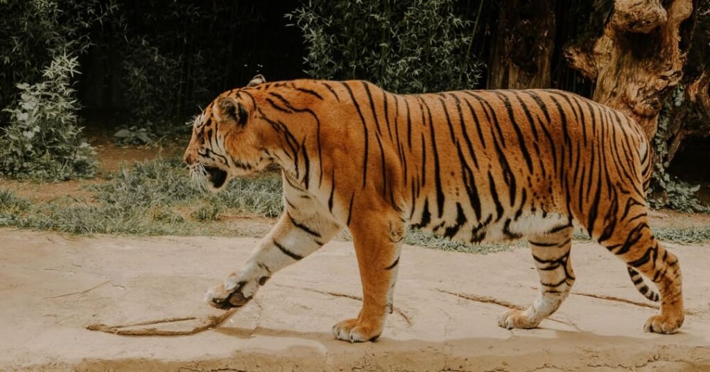 Nepal y sus tigres: éxito de conservación con sombras reales 6 población de tigres en Nepal