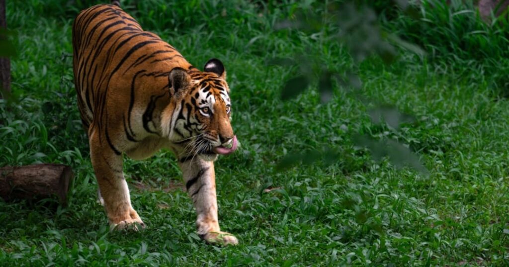 Nepal y sus tigres: éxito de conservación con sombras reales 4 población de tigres en Nepal