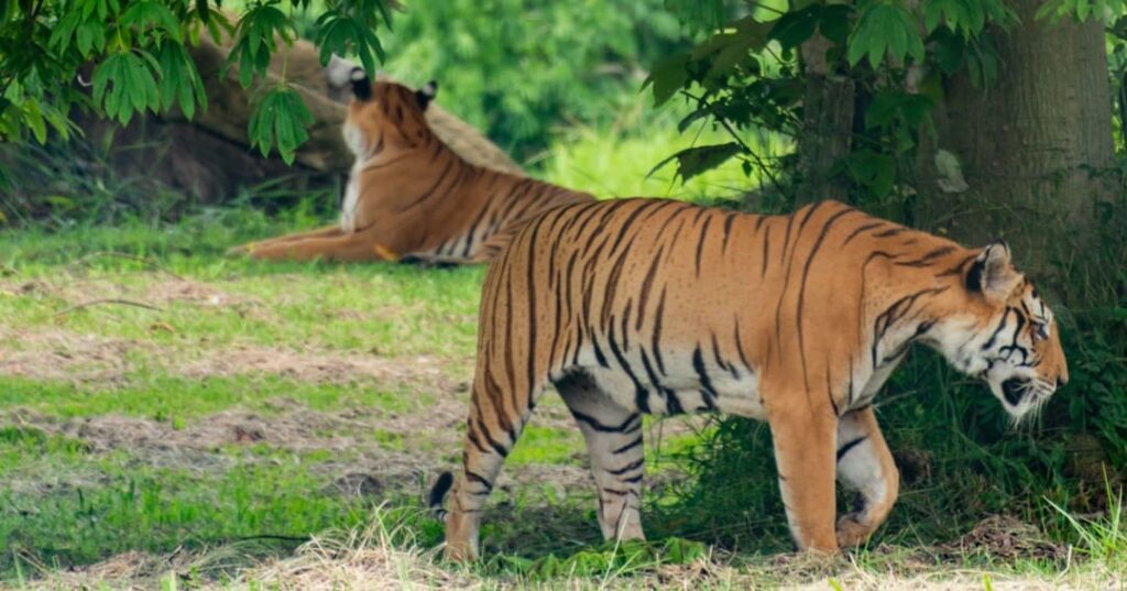 Nepal y sus tigres: éxito de conservación con sombras reales 5 población de tigres en Nepal