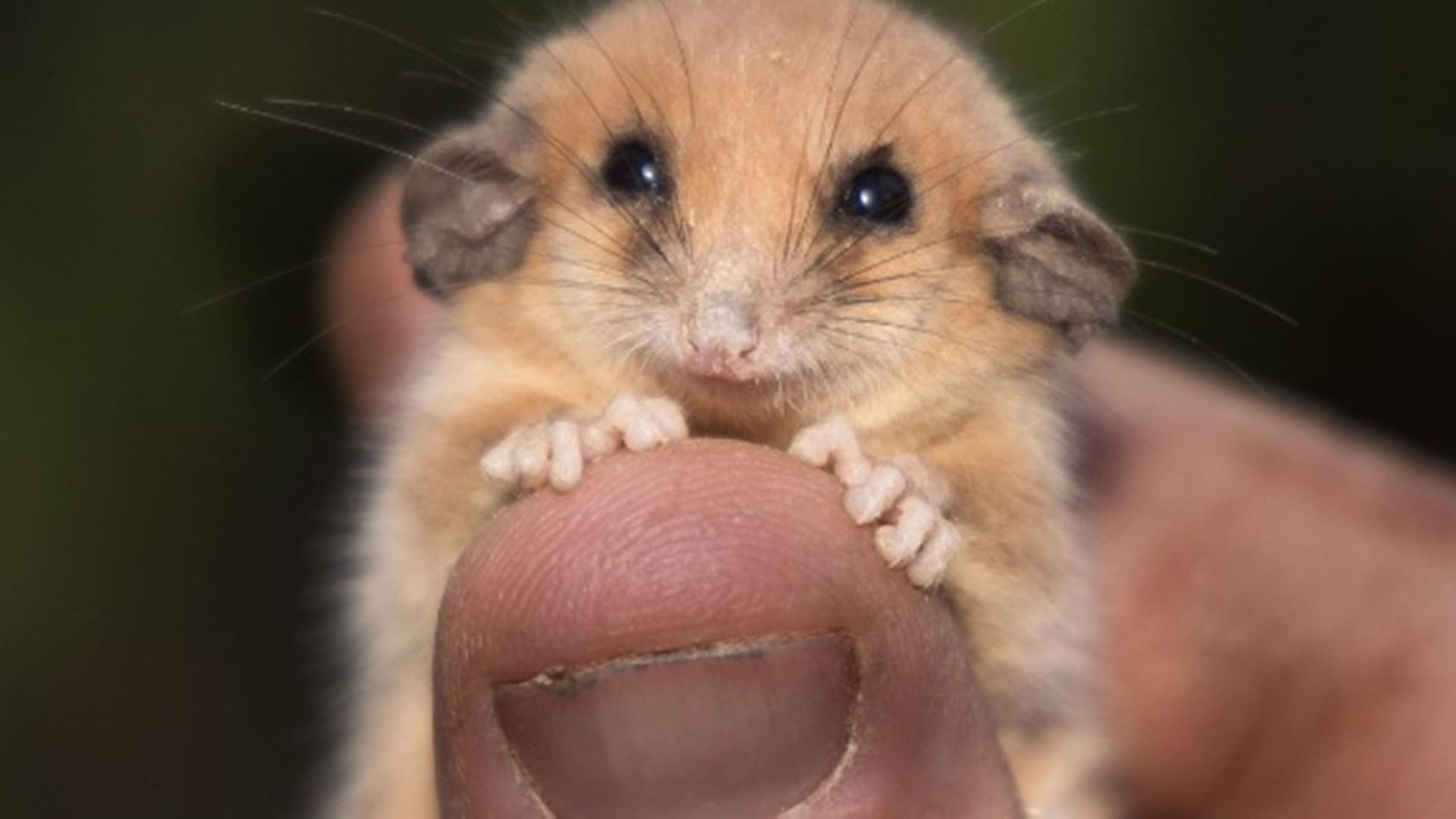pósum pigmeo occidental reaparece en santuario australiano