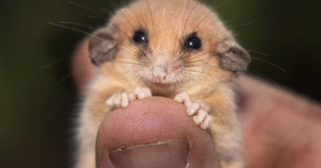 Otra especie recuperada: el pósum pigmeo occidental vuelve a Australia 1 pósum pigmeo occidental reaparece en santuario australiano
