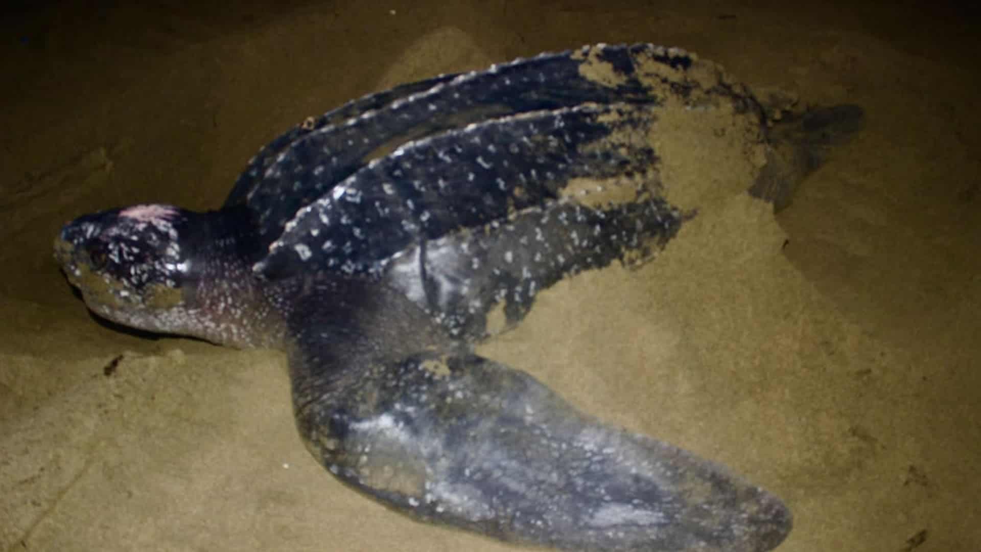 tortuga baula vuelve a anidar en el Pacífico panameño