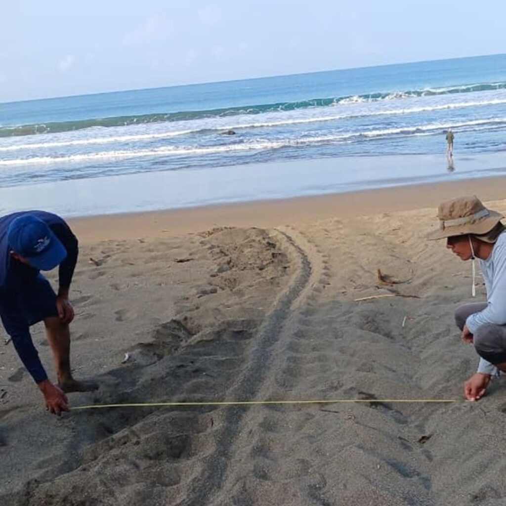 tortuga baula vuelve a anidar en el Pacífico panameño