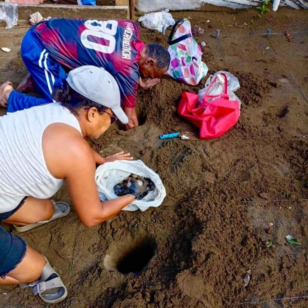 tortuga baula vuelve a anidar en el Pacífico panameño