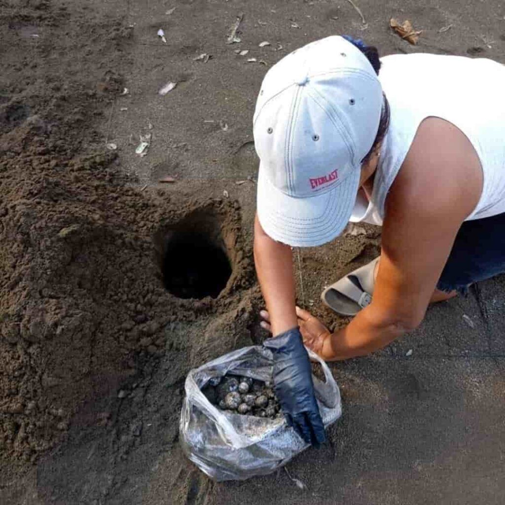 tortuga baula vuelve a anidar en el Pacífico panameño