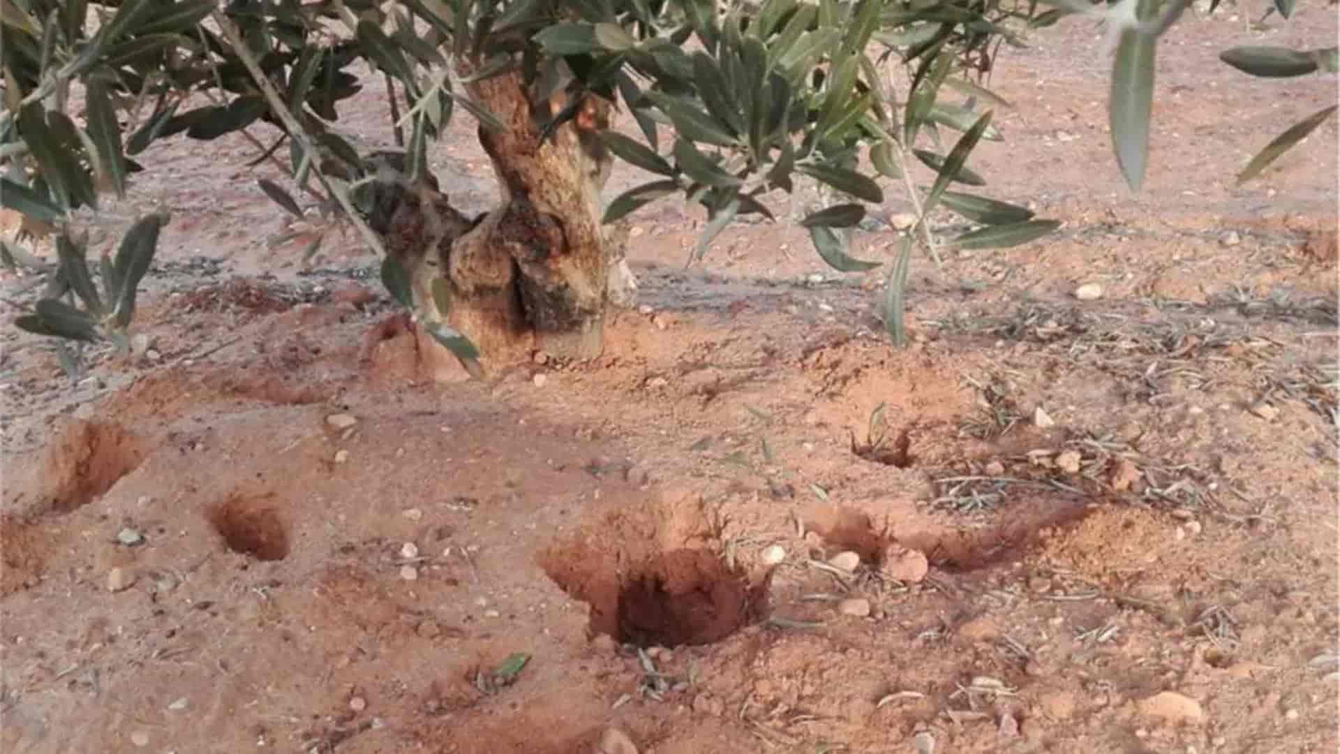 Ayudas a agricultores contra plaga de conejos