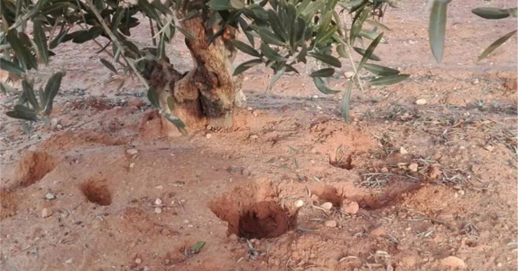 Ayudas a agricultores contra plaga de conejos