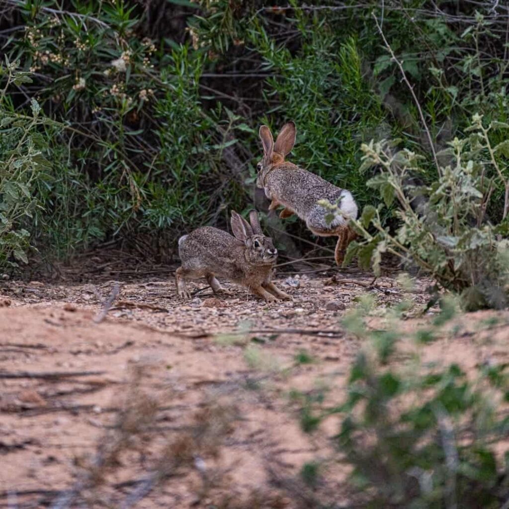 Ayudas a agricultores contra plaga de conejos