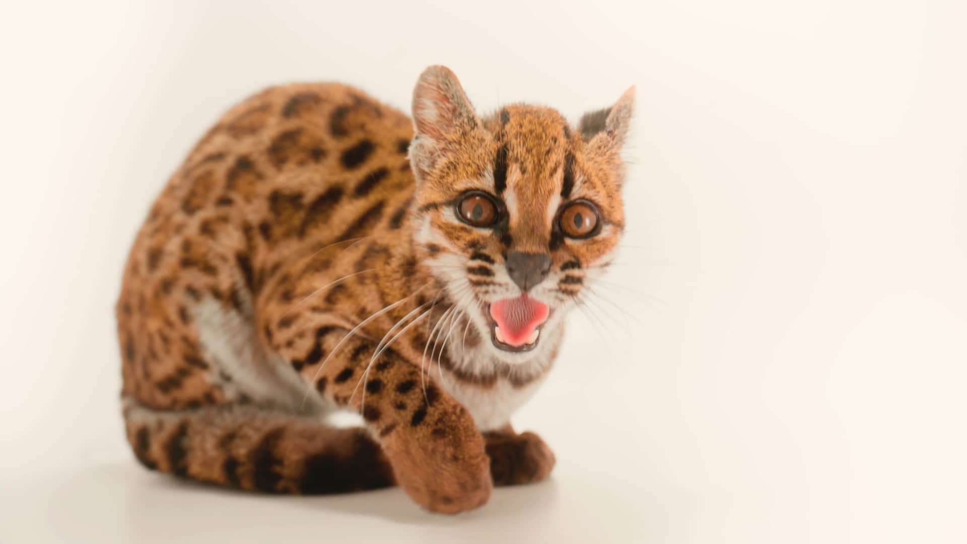 Leopardus tilcayo
