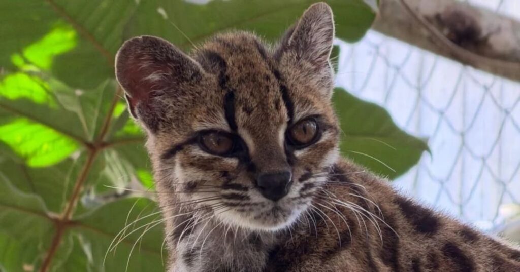 Leopardus tilcayo