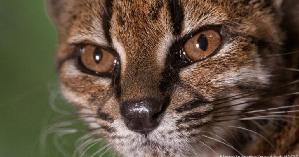 Leopardus tilcayo
