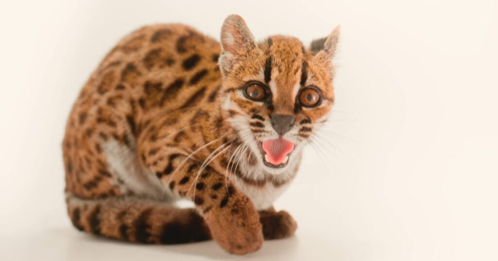 Leopardus tilcayo
