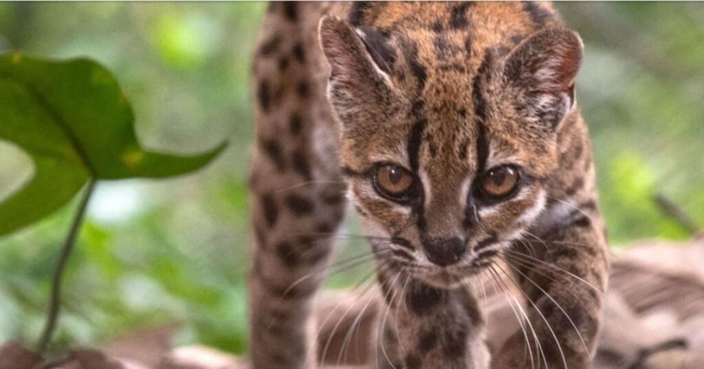 Leopardus tilcayo