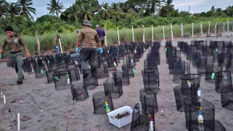 MiAMBIENTE protege más de 10 mil nidos de tortugas marinas