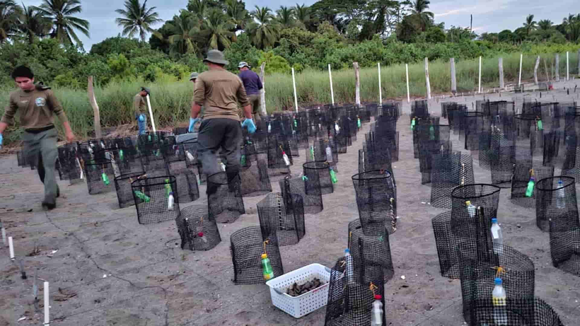 MiAMBIENTE protege más de 10 mil nidos de tortugas marinas