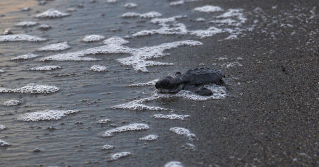 Más de 10 mil nidos de tortugas marinas protegidos en las playas de Tonosí 5 MiAMBIENTE protege más de 10 mil nidos de tortugas marinas