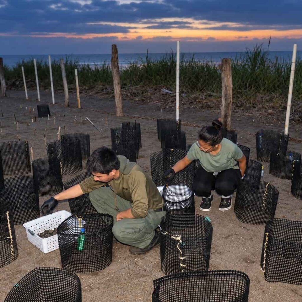 Más de 10 mil nidos de tortugas marinas protegidos en las playas de Tonosí 3 MiAMBIENTE protege más de 10 mil nidos de tortugas marinas